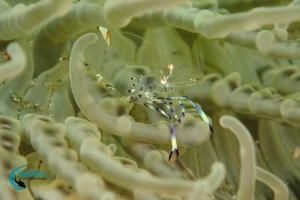 An anemone shrimp photographed at a dive site in Northwest Bali.