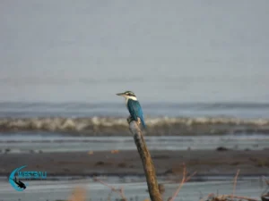 A bird perched on a stick in West Bali National Park.