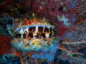 A giant clam at Menjangan Island, Bali.