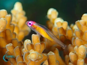 A tiny fish among some coral at a dive site in Northwest Bali.