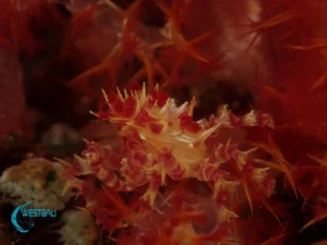 A crab on some coral at a dive site in Northwest Bali.