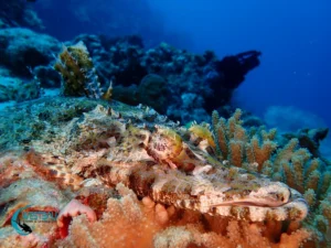 A crocodile fish blends into the reef at a Menjangan Island dive site in Bali.