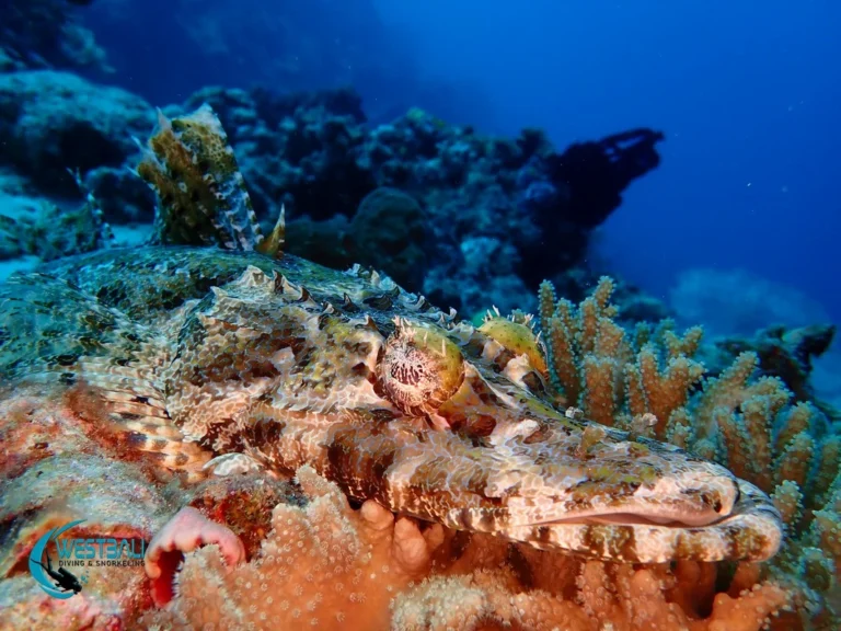 A crocodile fish blends into the reef at a Menjangan Island dive site in Bali.