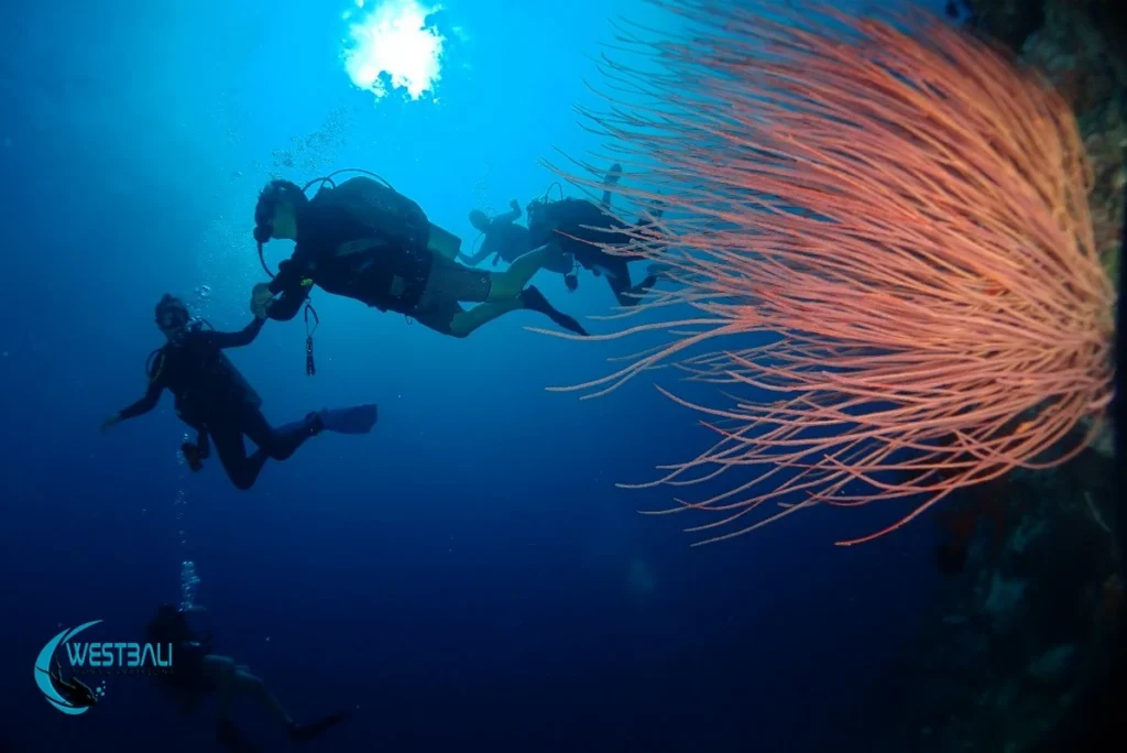 People enjoy a PADI Discover Scuba Diving experience at Menjangan Island, Bali.