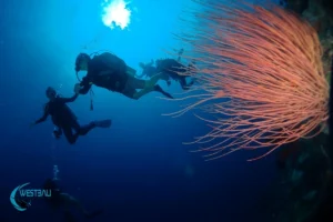 People enjoy a PADI Discover Scuba Diving experience at Menjangan Island, Bali.