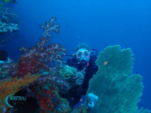 A diver poses with some coral at a dive site in Northwest Bali.