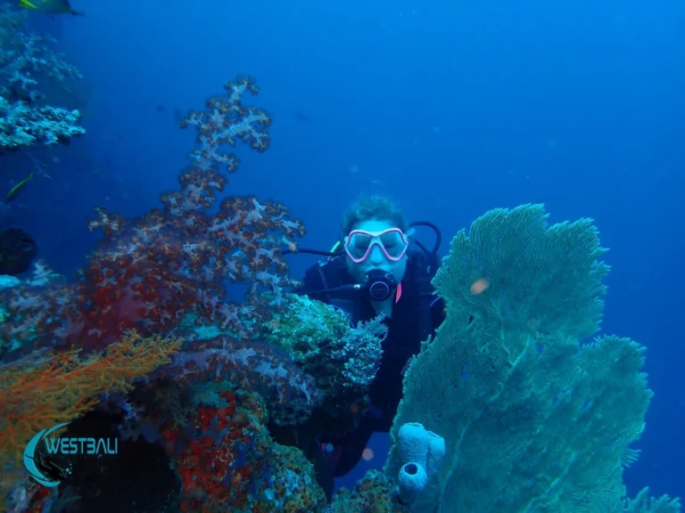 A diver poses with some coral at a dive site in Northwest Bali.