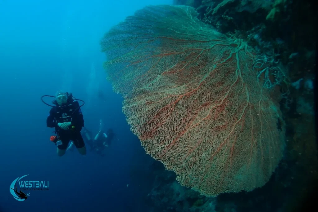 Scuba divers and a huge sea fan on a coral wall at Menjangan Island, Bali.