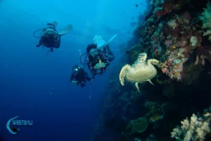 Divers observe a sea turtle while fun diving Menjangan Island, Bali.