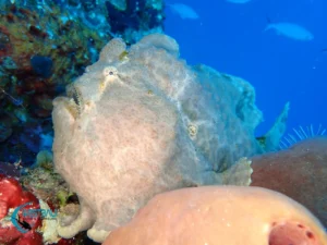 A giant frogfish at a Menjangan Island dive site.