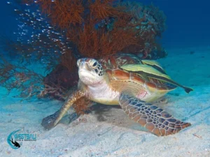 A green turtle rests near some coral at aMenjangan Island dive site.