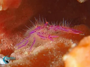 A hairy squat lobster on a barrel sponge at a Northwest Bali dive site.