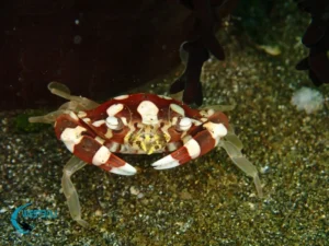 A harlequin crab seen at a dive site in Northwest Bali.