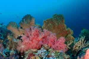 A healthy coral reef at Menjangan Island, Bali.