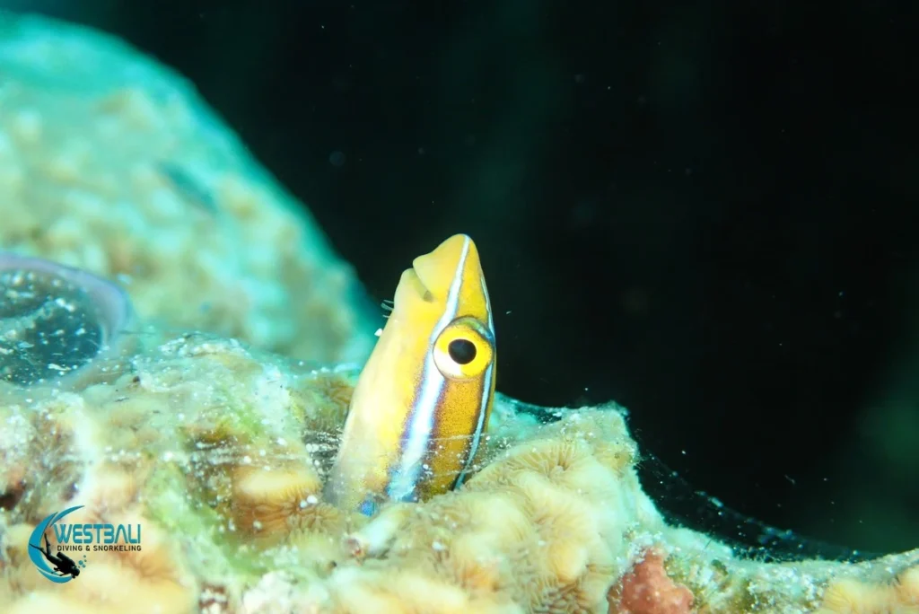 A fish pokes its head out of some coral during a dive with West Bali Diving & Snorkeling.