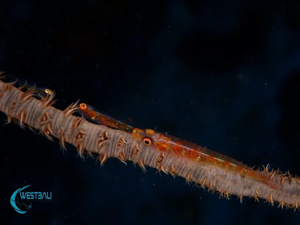 A coral photographed during a night dive