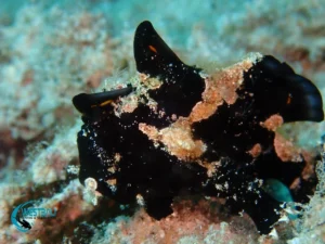 A tiny frogfish seen while muck diving in Northwest Bali.