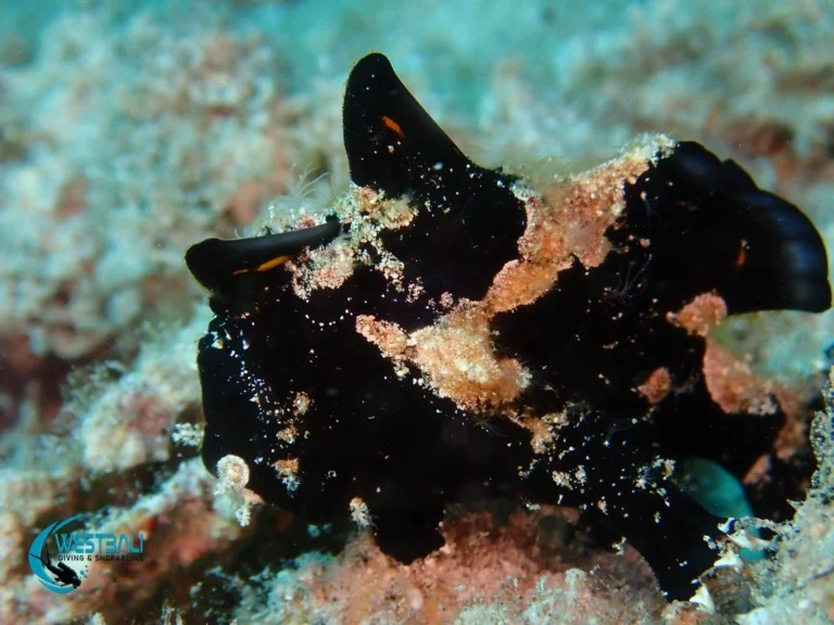 A tiny frogfish seen while muck diving in Northwest Bali.