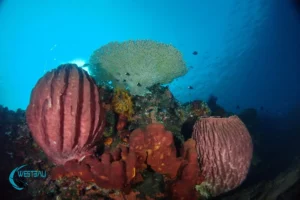 A healthy coral reef at Menjangan Island, Bali.