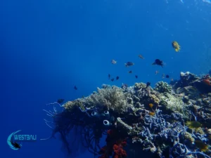 A healthy coral reef at Menjangan Island, Bali.