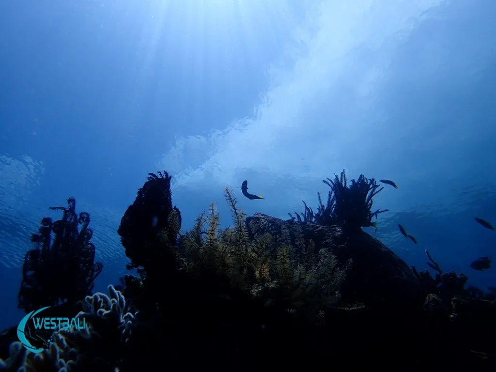 Bubbles from a scuba diver and a coral reef at Menjangan Island, Bali.