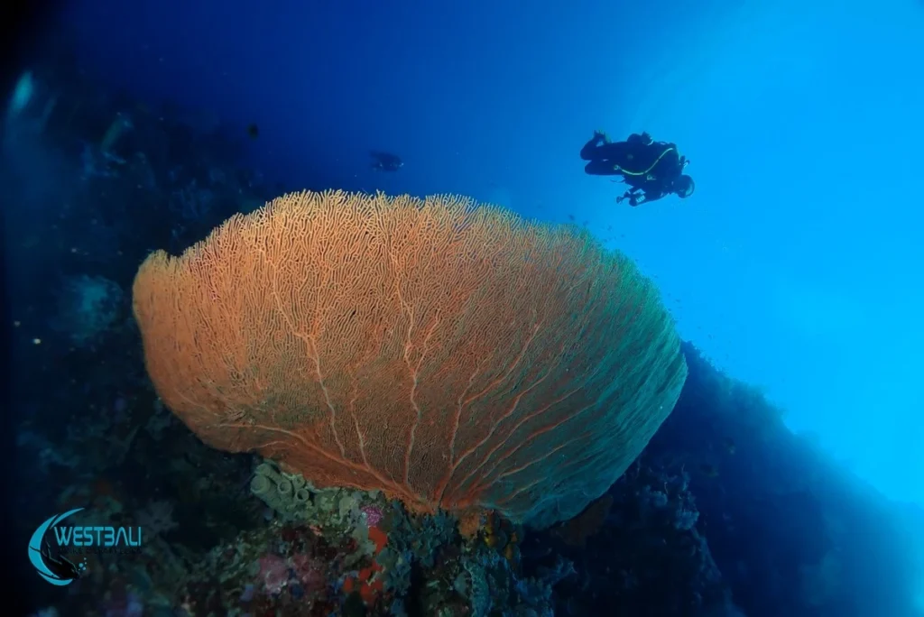 A huge gorgonian sea fan on a reef at a Menjangan Island dive site.