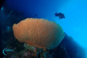 A huge gorgonian sea fan on a reef at a Menjangan Island dive site.