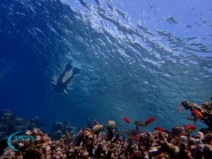 Snorkeling Menjangan Island's coral reefs.