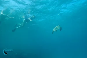 Snorkelers encounter a sea turtle during a snorkel trip to Menjangan Island, Bali.