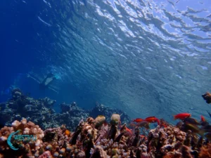 Snorkelers explore a coral reef at Menjangan Island, Bali.