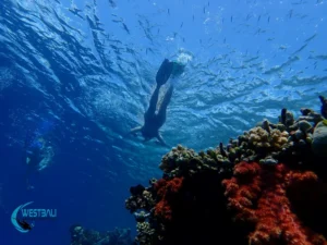 A snorkeler explores a coral reef at Menjangan Island, Bali.