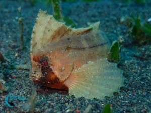 A fish on the sea floor at a muck dive site in Northwest Bali.