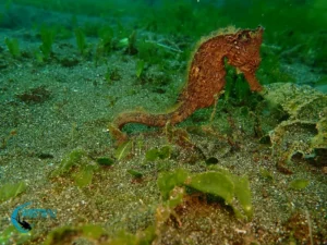 A seahorse at a muck diving site in Northwest Bali.