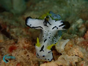 Nudibranch Bali Diving