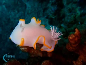 A nudibranch at a Pemuteran dive site.