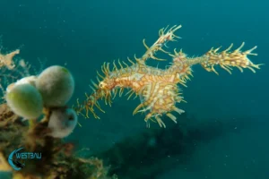 An ornate ghost pipefish at a dive site in Northwest Bali.