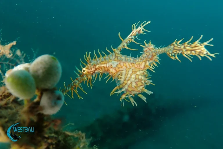 An ornate ghost pipefish at a dive site in Northwest Bali.