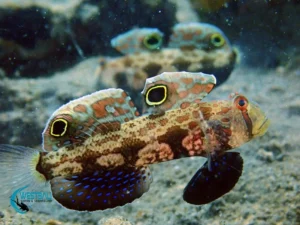 A pair of twin spot signal gobies at a dive site in Northwest Bali.