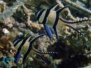 A pair of cardinal fish at a dive site in Northwest Bali.