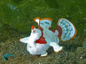 A tiny painted frogfish at one of Northwest Bali's muck dive sites.