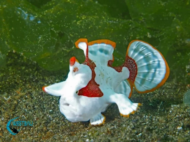 A tiny painted frogfish at one of Northwest Bali's muck dive sites.