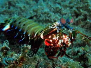 A peacock mantis shrimp at a dive site in Northwest Bali.