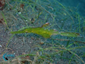 Pipefish Muck Diving Northwest Bali