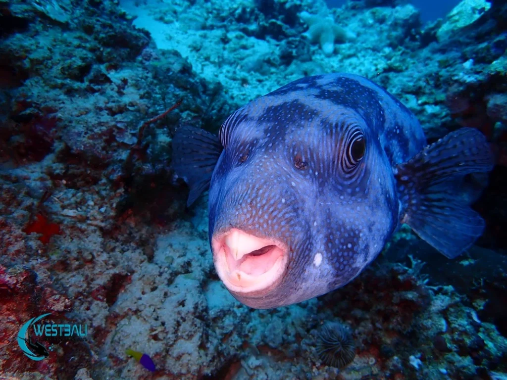 A giant pufferfish at a dive site in Sumberkima, Bali.