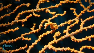 A pygmy seahorse camouflages with a coral fan at a Menjangan Island dive site.