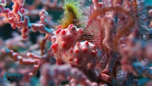 A pygmy seahorse on a sea fan at a Menjangan Island dive site.