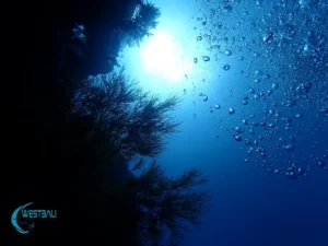 The sun penetrates the ocean's surface behind a coral reef at Menjangan Island, Bali.