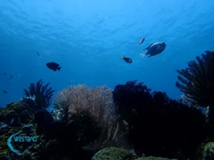 A shallow coral reef at Menjangan Island, Bali