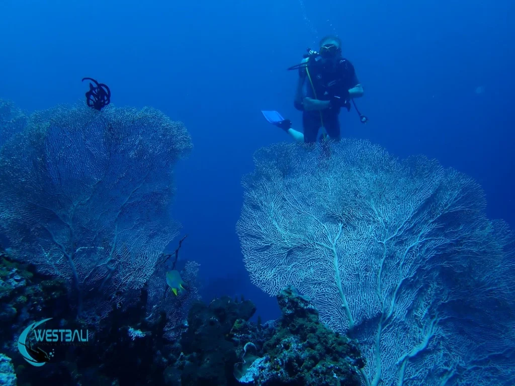 Scuba divers explore a coral reef at Menjangan Island in West Bali National Park.
