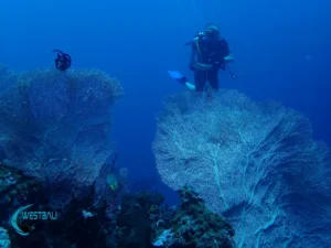 Scuba divers explore a coral reef at Menjangan Island in West Bali National Park.